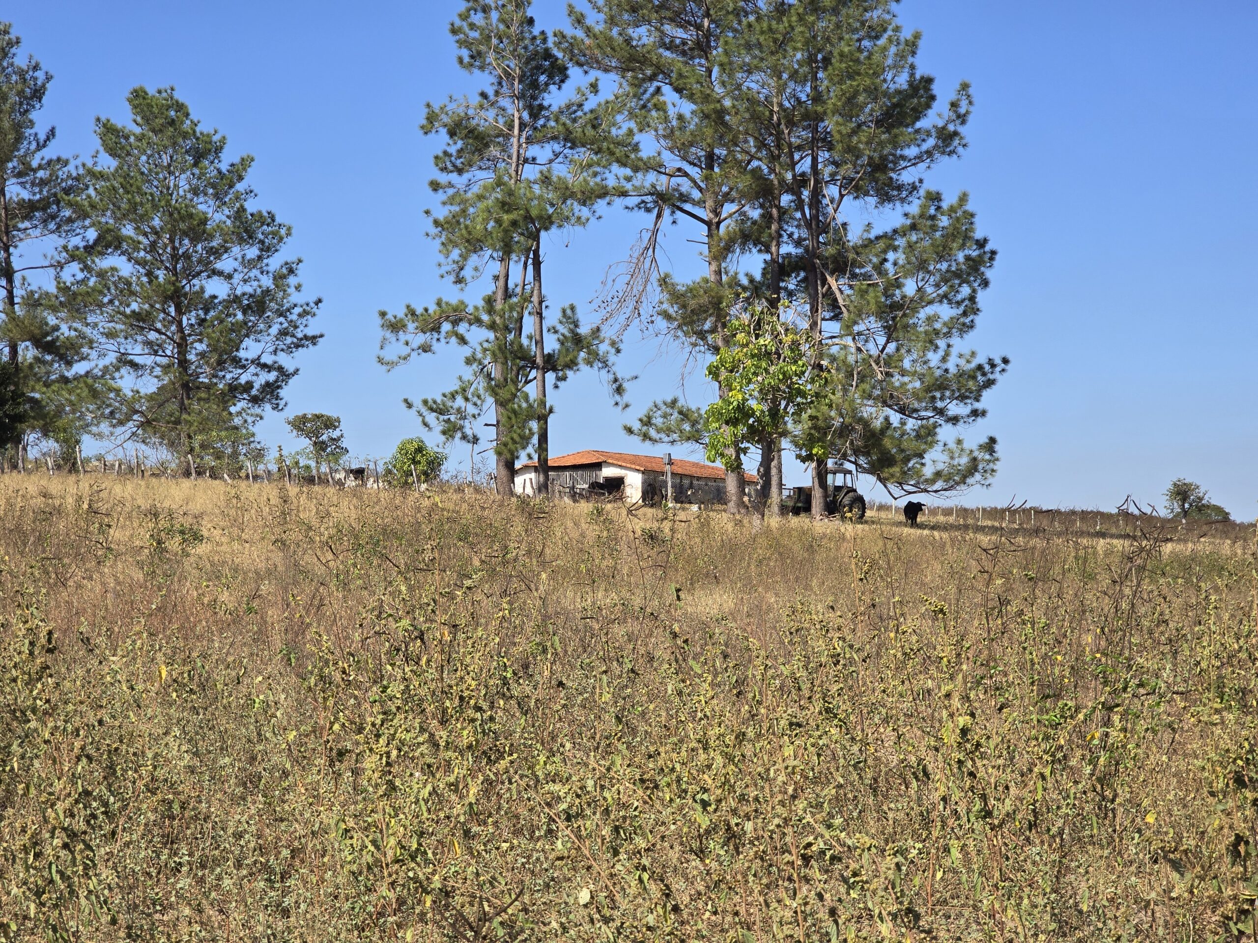Galeria