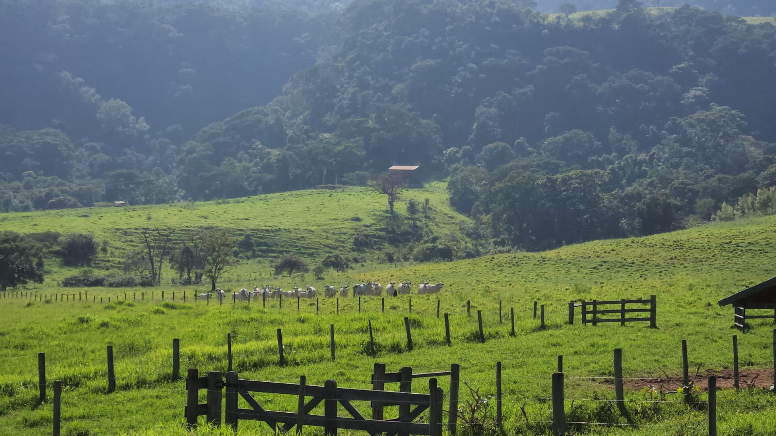 Galeria