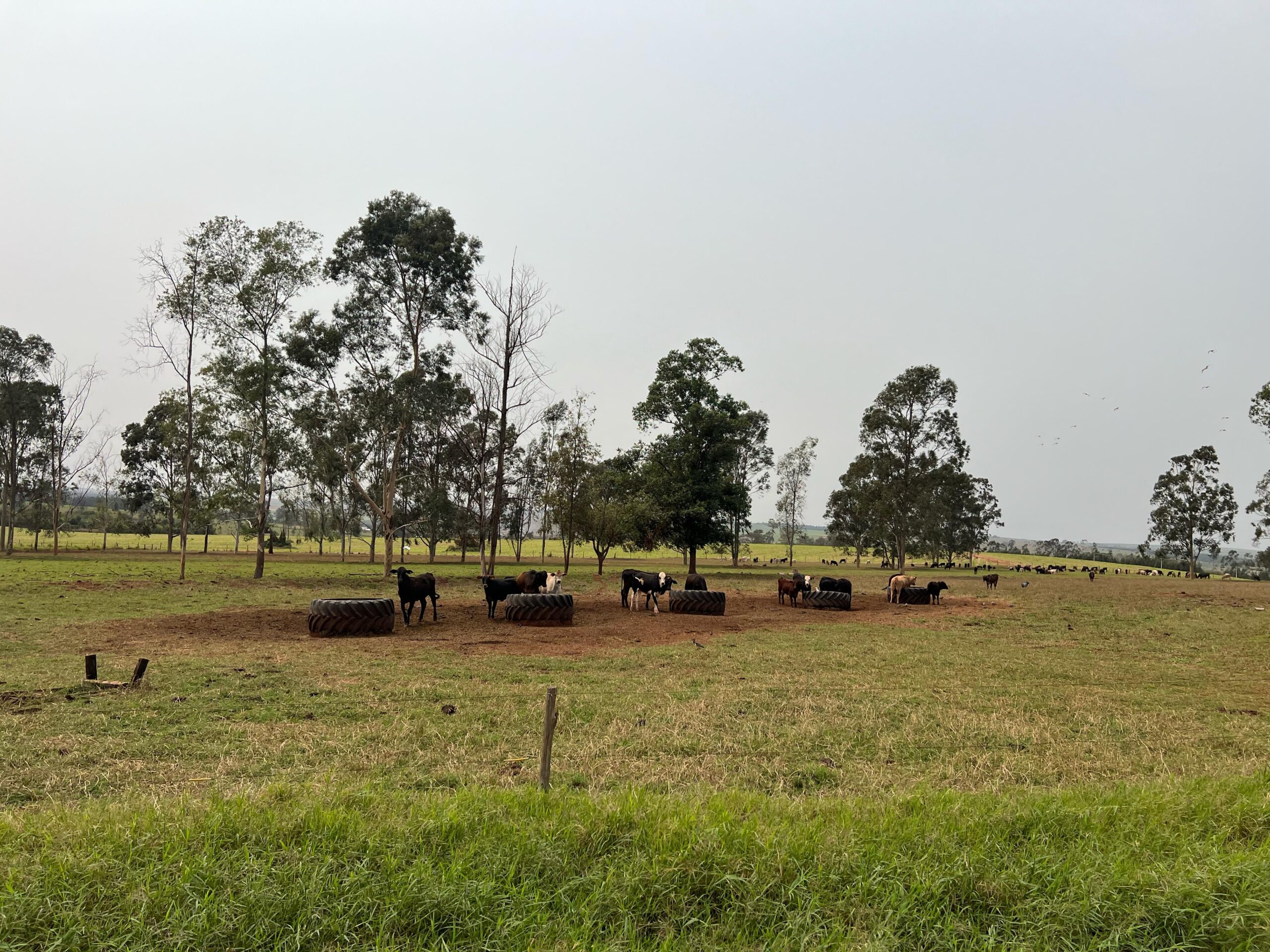 Galeria
